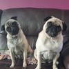 Heather McShane - @pennypug24 - TikTok