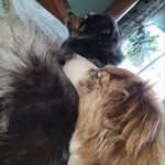 Heather Pattee Medrano - @foster_or_adopt_the_dog_ - Instagram