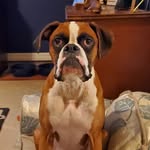 Heather Mesa - @boxerburnie - Instagram