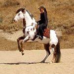Heather Meyer - @reimagine_horsemanship - Instagram