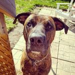 Heather And Moose - @moosecrossingnext5k - Instagram