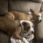 Heather Moose Gross - @hgross04 - Instagram