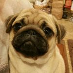 Heather Hanson Morley - @hansonmorley - Instagram