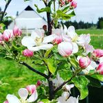 Heather Murchison - @heathermurchison - Instagram