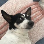 Heather Murdoch - @toby_the_mini_foxie - Instagram