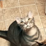 Heather Nowell - @aniimaltech - Instagram