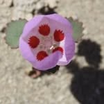 Heather Otwell - @mojavemama5 - Instagram