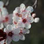 Heather Papp - @_papparazzi - Instagram