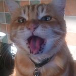 Heather Patel - @heatherthecatsmother - Instagram