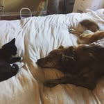 Heather Pederson - @desmond.and.nico - Instagram