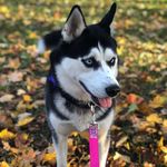 Heather Peet - @husky_athena_15 - Instagram