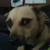 Annie - @heatherpelletier69 - TikTok