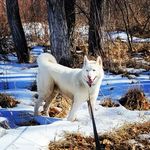 Heather Peralta - @srt4acr2005 - Instagram