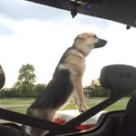 Heather Persinger - @gsdzoomies - Instagram