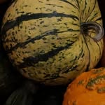 heather pittenger - @courtyard_pumpkins - Instagram
