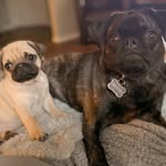 Heather Delander Pomeroy - @2crazypugs - Instagram