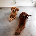 Heather Pomfret - @twogingerhounds - Instagram