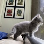 Heather Port - @heatherport_cats - Instagram