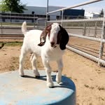Heather Prater - @heather_prater_ffa - Instagram