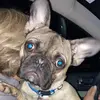 Opie the bandit - @heatherpekrul - TikTok