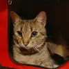 Lamington pressley84 Hedda - @heatherpressley84 - TikTok