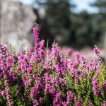 Wild Heather Press - @wildheatherpress - Instagram