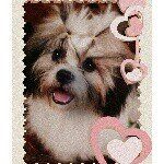 @heather_pretty_lhasa - Instagram