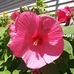 Heather Priest - Facebook