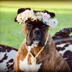 Heather Rabon - @triplerboxers - Instagram