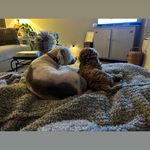 Heather Racca - @f1bduodoodles - Instagram