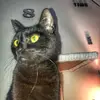 Heather Redman - @percyblackcat - TikTok