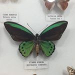 Heather Rohde - @floramc43 - Instagram