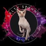 Heather Salter - @saltysphynx_cattery - Instagram