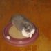 Heather Schaffer - Facebook