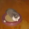 heather schaffer - @heather.schaffer3 - TikTok