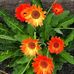 Mary Schiller - Facebook