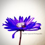 Heather Schott - @heathersquaredphotography - Instagram