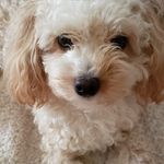 Heather Schwarz - @mossandmagnolia101 - Instagram