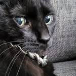 Heather Senior - @moofanitheradcat - Instagram