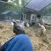 The ranch - @heathersheartlandranch - TikTok