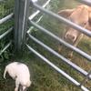 Heather_Sowell - @heather_sowell - TikTok