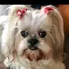 Heather Houlihan Sto - @heatherhoulihanstockman - TikTok