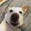 HeatherWilliamsuhwDDG - @heatherwilliamsuh - TikTok