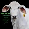 GreeneAcresFarm - @heathertapper - TikTok