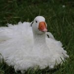 Heather Terrell - @bluefeatherfarms - Instagram