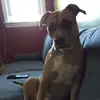 heatherthibodeau1 - @htibs1 - TikTok