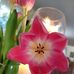 Heather Gael Traer - Facebook