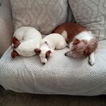 Heather Bowey - @heathertweedybamborough - Instagram
