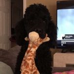 Heather Vandervort - @boudreauxthepoodle - Instagram