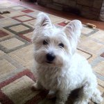 Heather VanSickle St. Peter - @touchofheather - Instagram